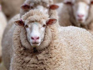 mouton